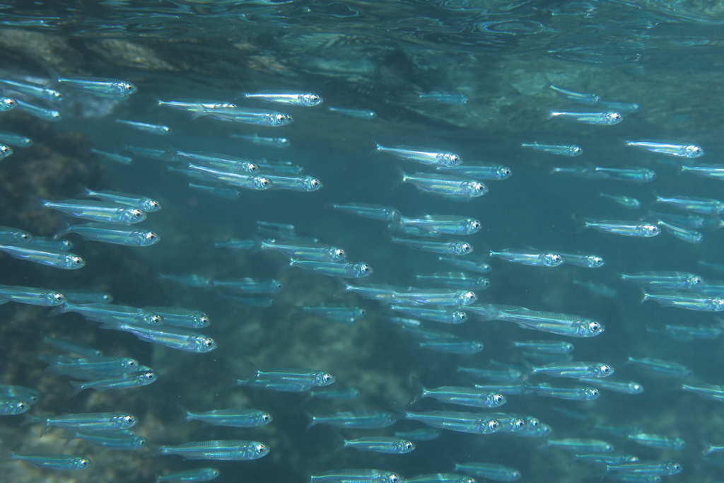 Red Sea hardyhead silverside