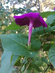 Ipomoea dumosa