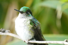 Lampornis hemileucus