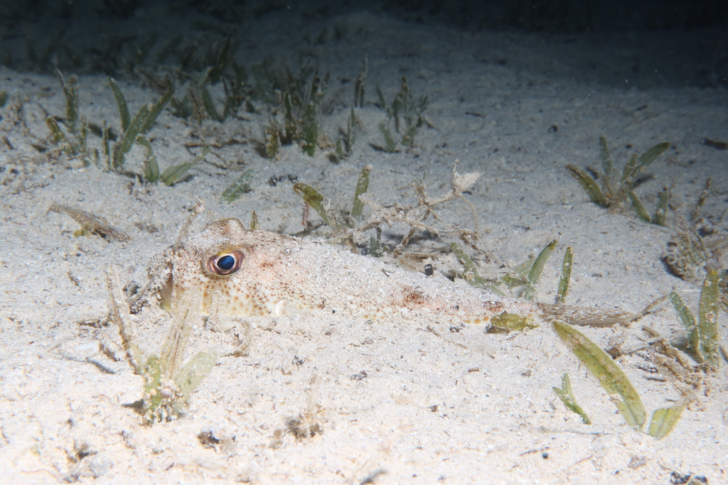 Pufferfish partly buried in pale sand beside seagrass, with only its head and eye clearly visible