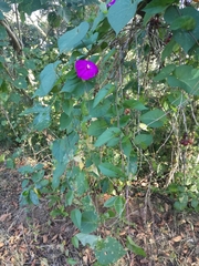 Ipomoea dumosa