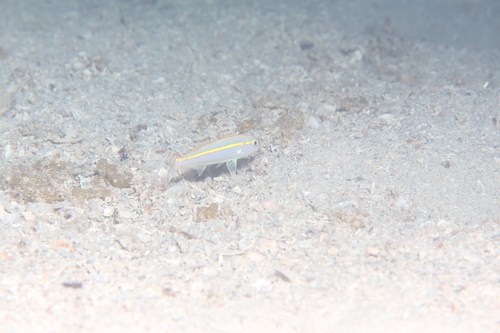 Goudband-mulvis (Upeneus moluccensis) — Mullidae — 2
