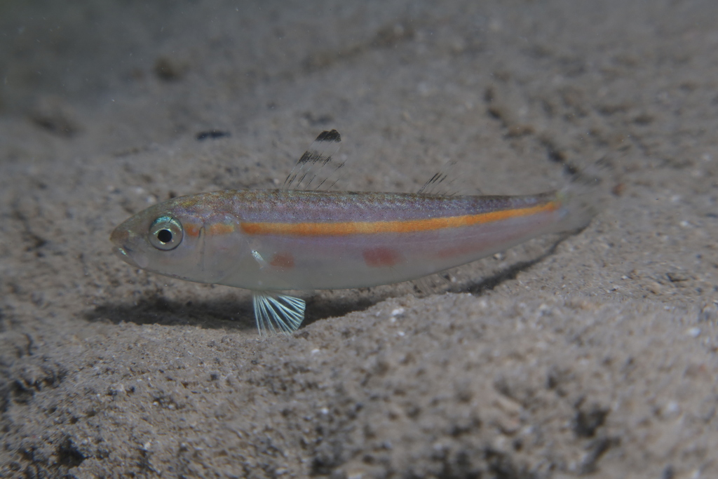 Goudband-mulvis (Upeneus moluccensis) — Mullidae