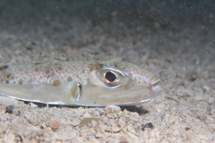 Suez Puffer photo 5