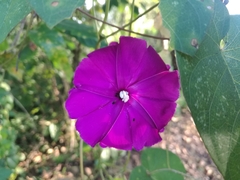 Ipomoea dumosa