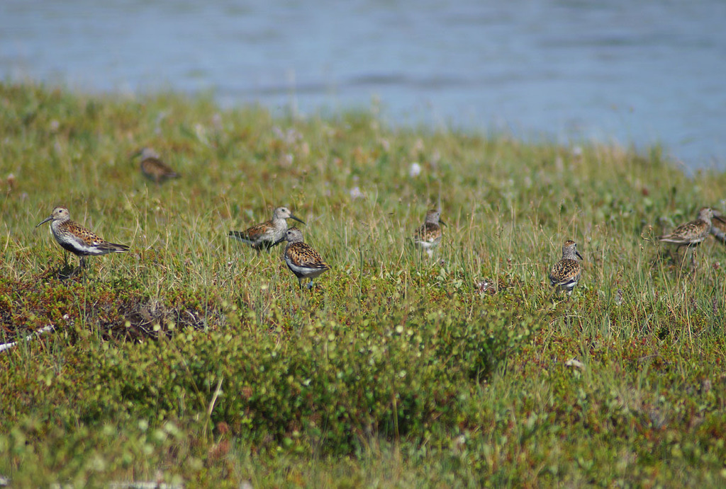 Dunlin from Чаунский р-н, Чукотский автономный округ, Россия on July 09 ...