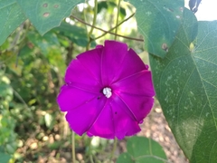 Ipomoea dumosa