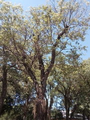Handroanthus heptaphyllus