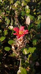 Mutisia coccinea