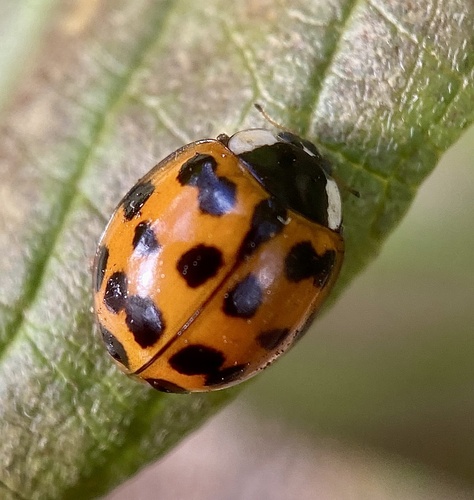 Asian Lady Beetle
