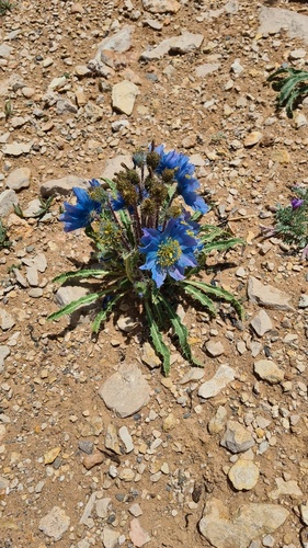Prickly Blue Poppy (Meconopsis horridula)