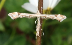Platyptilia