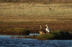 Somateria fischeri