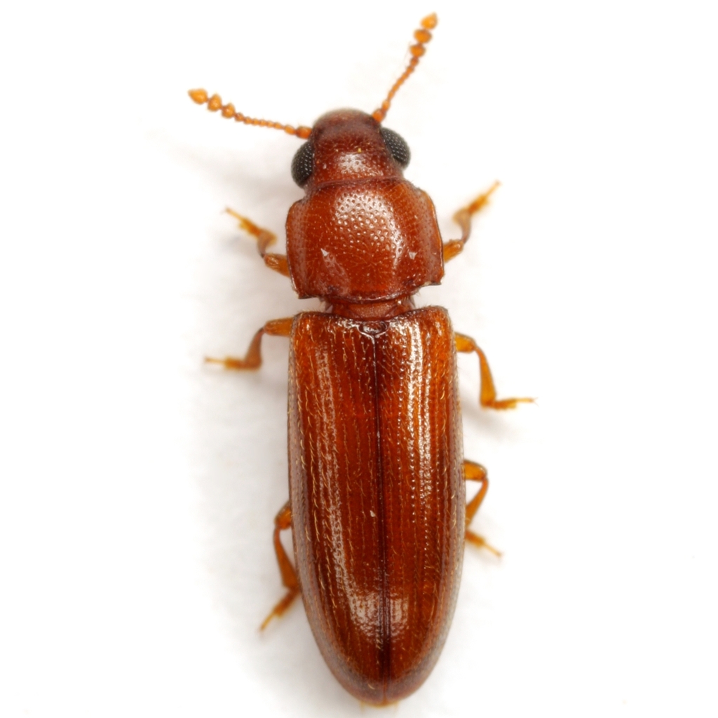Truquiella