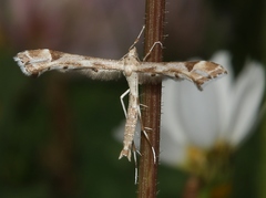 Platyptilia