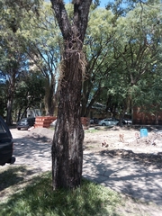 Handroanthus heptaphyllus