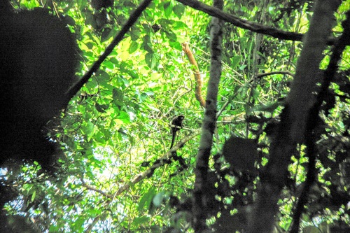 Plecturocebus urubambensis
