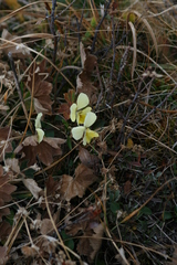 Viola altaica