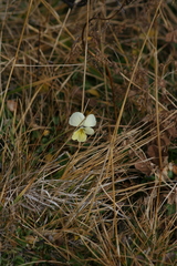 Viola altaica