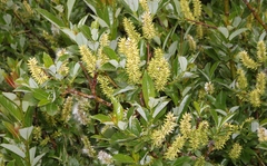 Salix hastata