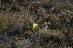 Viola altaica