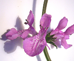 Stachys sublobata