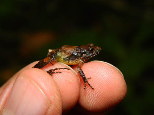 Pygmy Free-fingered Frog