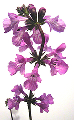 Stachys sublobata
