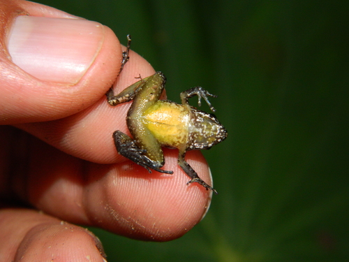 Pygmy Free-fingered Frog