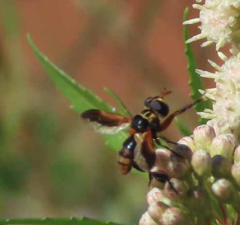Unknown species found near South Valley, NM, USA