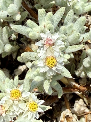 Pipa Everlasting (Helichrysum candolleanum)