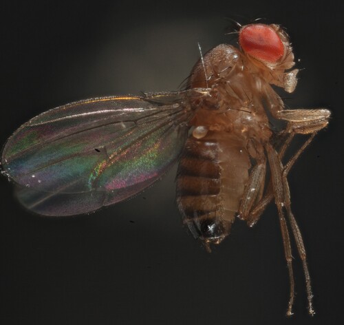 Drosophila simulans observed 2025-10-15