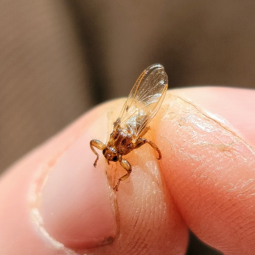 Unknown species found near Kingsbury, NY, USA