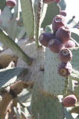 Opuntia chavena