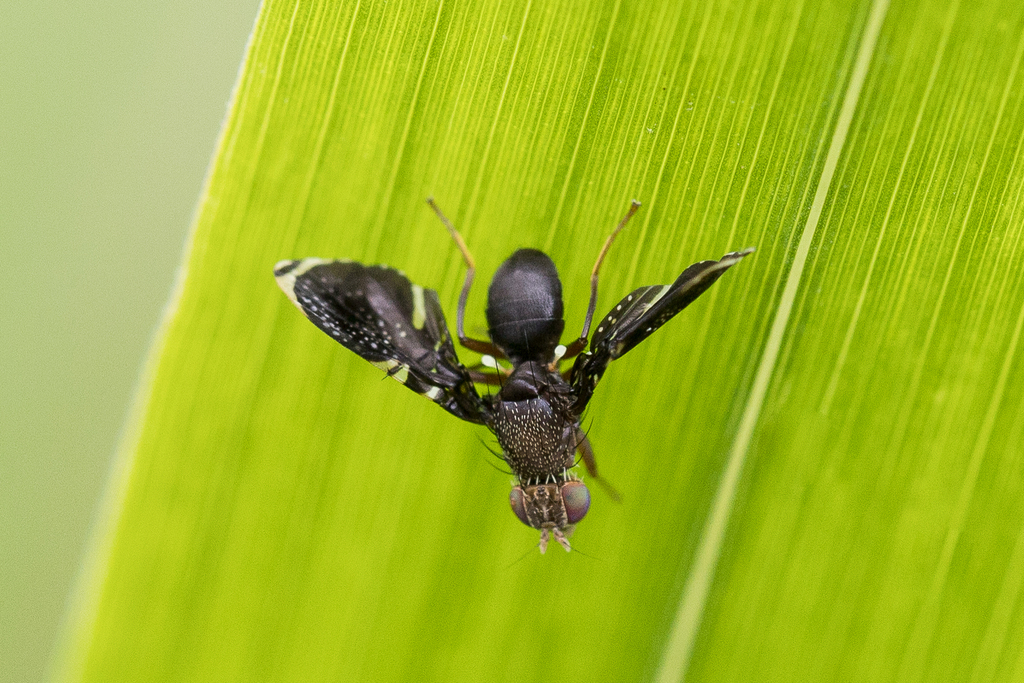 Pseudeutreta anteapicalis