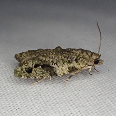 Proteoteras implicata