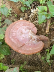 Ganoderma