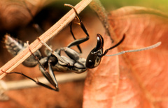 Ophthalmopone berthoudi