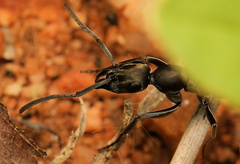 Ophthalmopone berthoudi