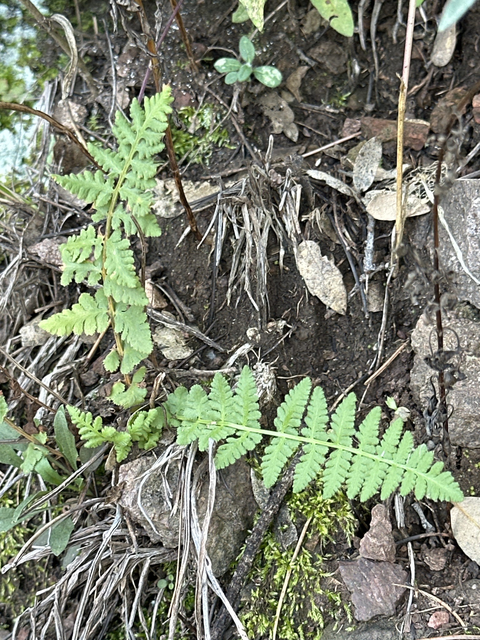 Woodsia neomexicana
