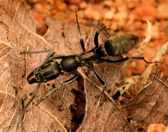 Ophthalmopone berthoudi