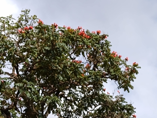 African tulip tree