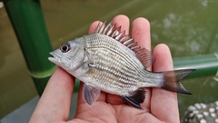 Acanthopagrus pacificus