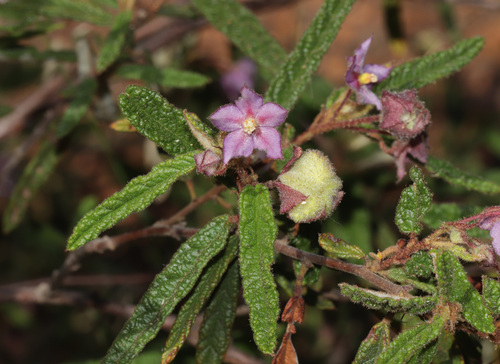 Inland Velvet-flower (Seringia corollata)