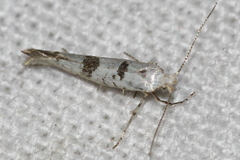 Argyresthia curvella
