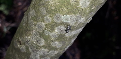 Cephalotes jheringi