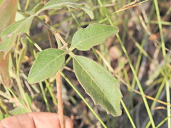 Grape Ivy (Clematicissus)