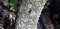 Cephalotes jheringi