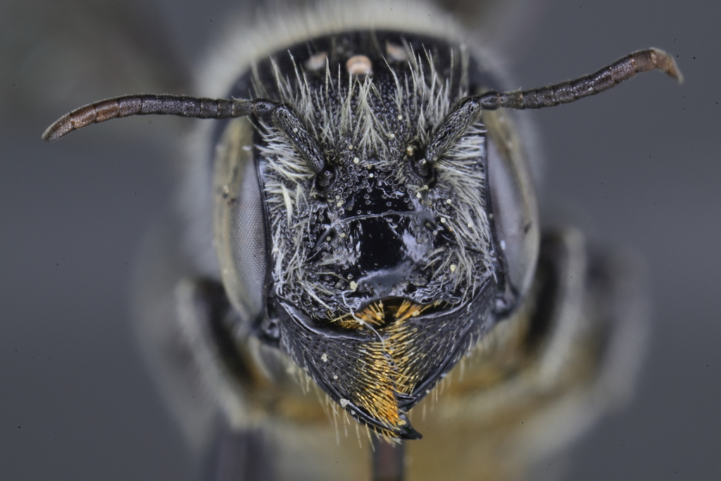 Ashmeadiella cubiceps