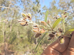 Oxylobium robustum, photograph Scott W. Gavins, CC BY, iNaturalist via GBIF